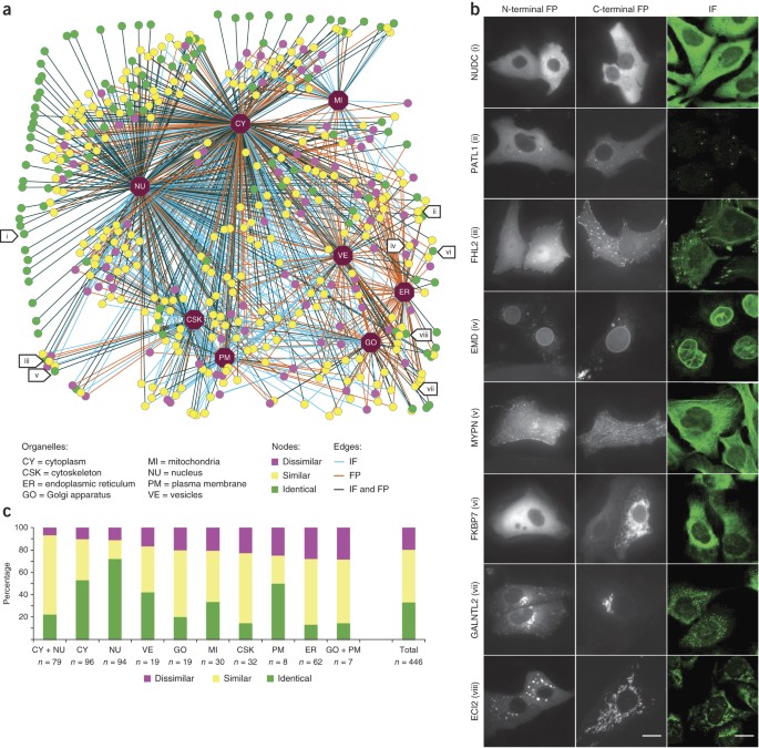 Immunofluorescence and fluorescent-protein tagging show high correlation  for protein localization in mammalian cells | Nature Methods