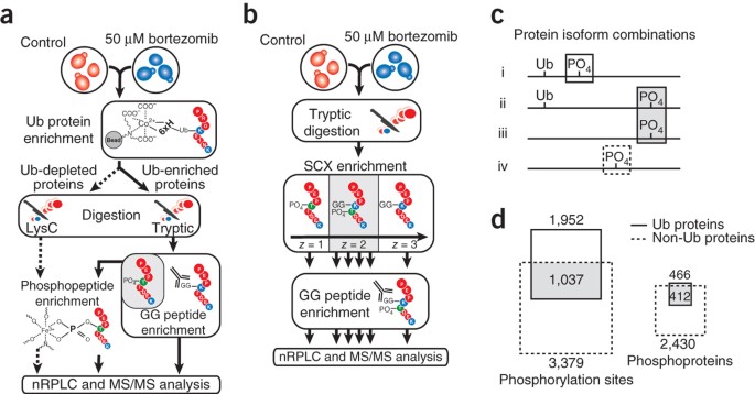 Global analysis of phosphorylation and ubiquitylation cross-talk 