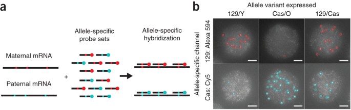 Allele-specific detection of single mrna molecules in situ