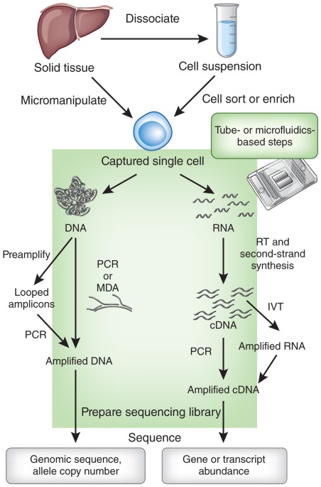 SLEEPSELECT [シングル]GENOLSDCNA ジェノール Sealy ナチュラル SLEEPSELECT [シングル]GENOLSDCNA ジェノール Sealy ナチュラル
