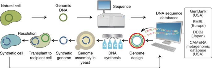 Programming biological operating systems: genome design, assembly and activation