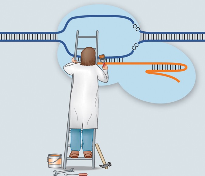 Next-generation CRISPRs | Nature Methods