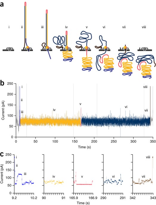Improved data analysis for the MinION nanopore sequencer