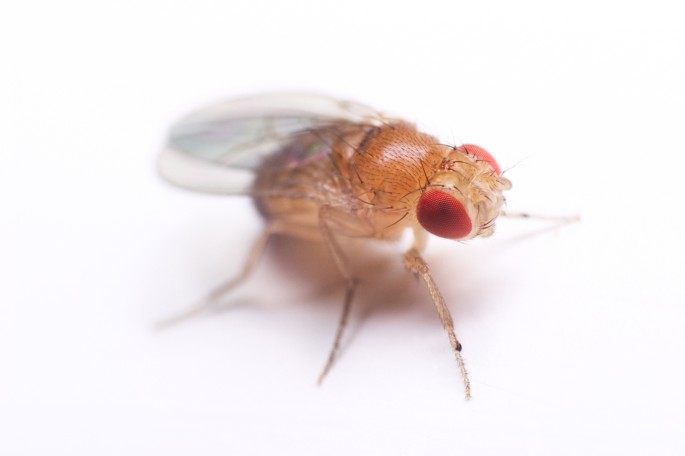 Metabolism Feeding Fruit Flies Nature Methods