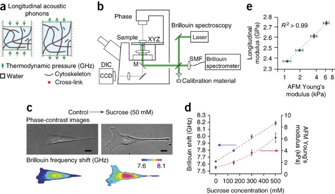 Noncontact three-dimensional mapping of intracellular hydromechanical  properties by Brillouin microscopy | Nature Methods