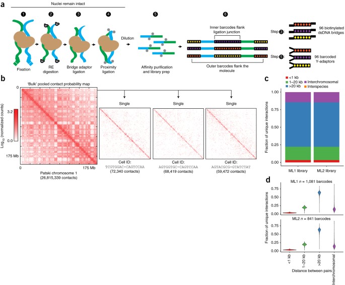 massively multiplex single cell hi c