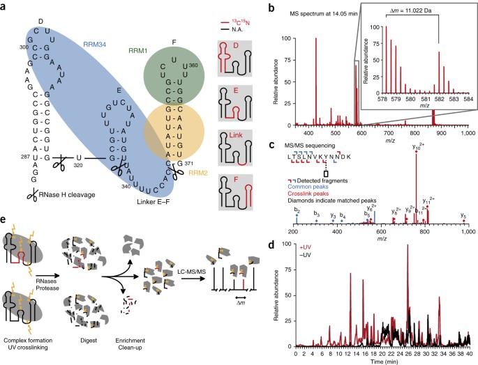 Structural Modeling Of Protein Rna Complexes Using Crosslinking Of