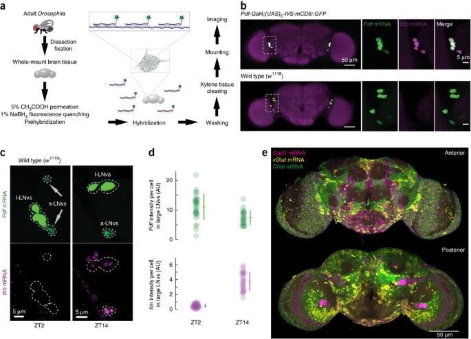 Quantitative Mrna Imaging Throughout The Entire Drosophila Brain Nature Methods Quantitative Mrna Imaging Throughout The Entire Drosophila Brain Nature Methods