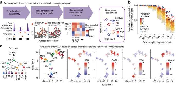 Chromvar: inferring transcription-factor-associated accessibility from single-cell epigenomic data
