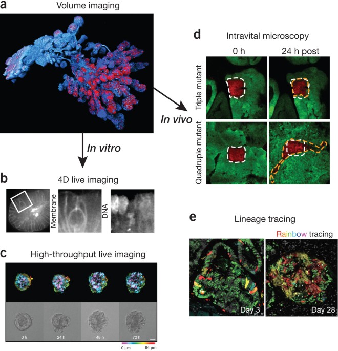 Imaging Organoids A Bright Future Ahead Nature Methods