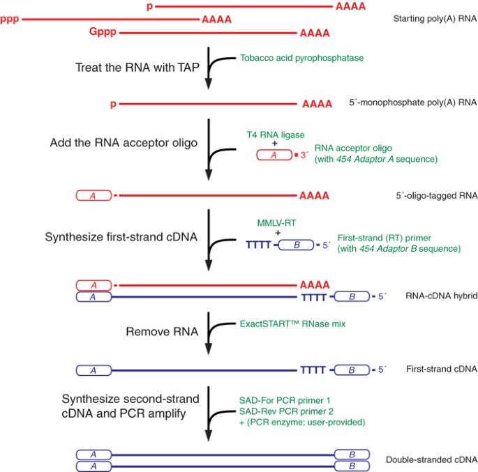 Analysis of 5′ transcript heterogeneity by high-throughput sequencing of  cDNA | Nature Methods