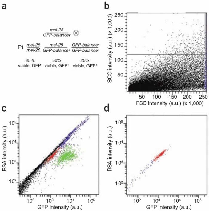 Automated sorting of live c. Elegans using lafacs