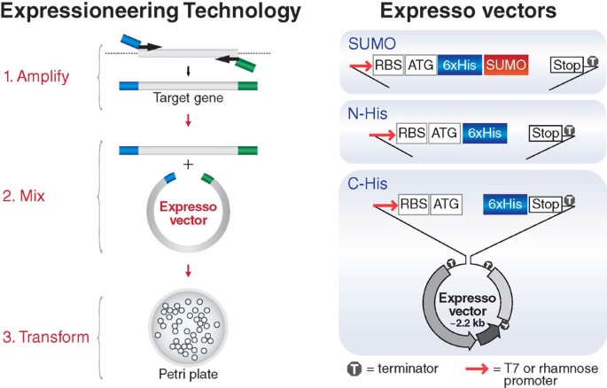 Step-by-step efficiency of cloning, small-scale protein expression and