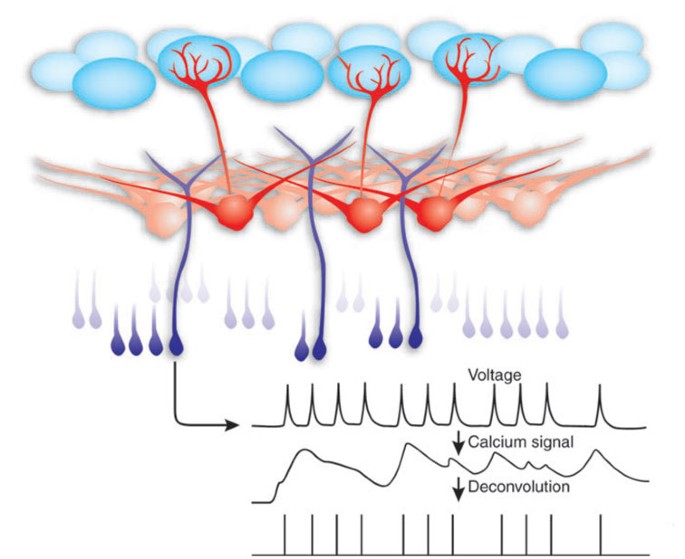 Imaging activity in brain cells: deconvolution clears the haze