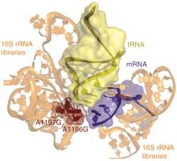 Encoding the unnatural | Nature Methods