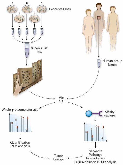 Super-silac for tumors and tissues