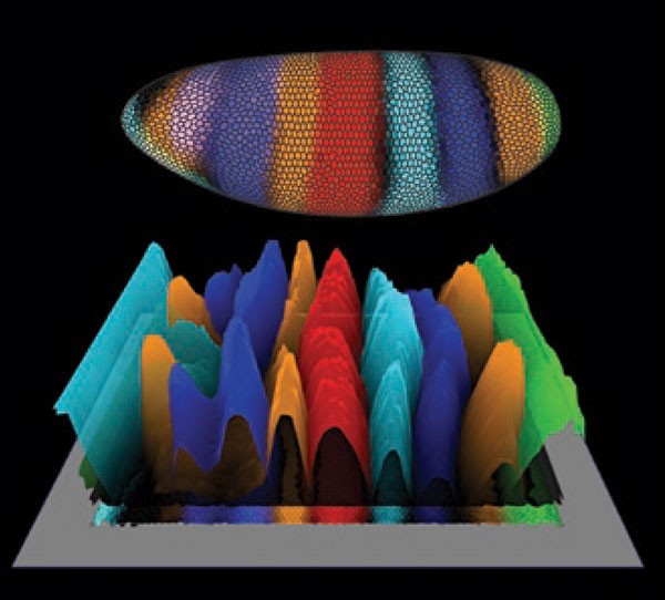 A map for fly explorers | Nature Methods