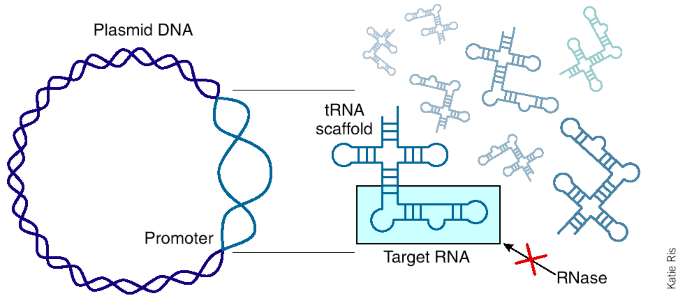 Recombinant RNA expression | Nature Methods