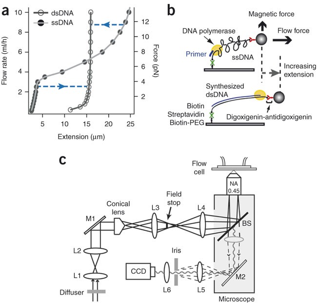 flow stretched dna