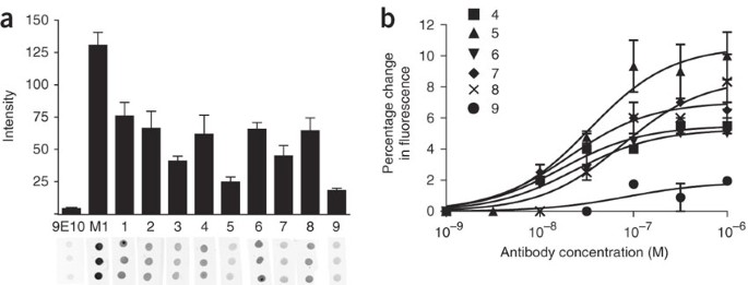 A Monoclonal Antibody For G Proteincoupled Receptor - 