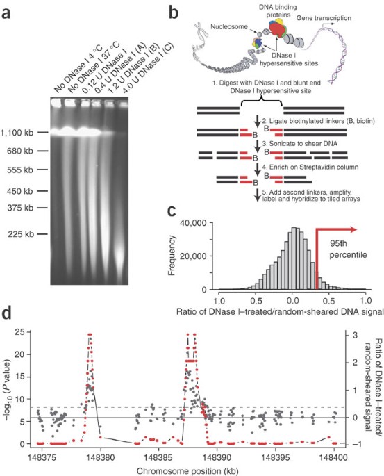 dnase chip a high resolution method to