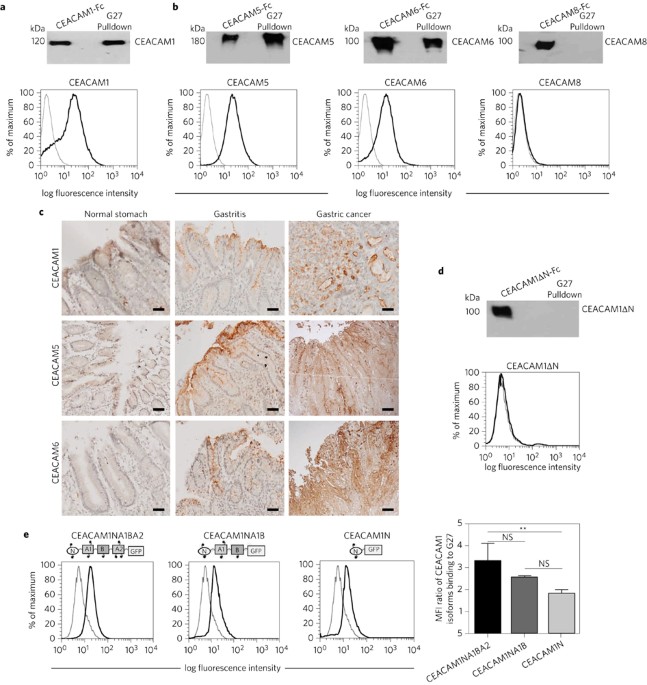 Helicobacter Pylori Adhesin Hopq Engages In A Virulence Enhancing Interaction With Human Ceacams Nature Microbiology Helicobacter Pylori Adhesin Hopq Engages In A Virulence Enhancing Interaction With Human Ceacams Nature Microbiology