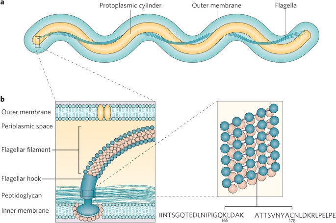 Bacterial Physiology: The Ties That Bind | Nature Microbiology Bacterial Physiology: The Ties That Bind | Nature Microbiology