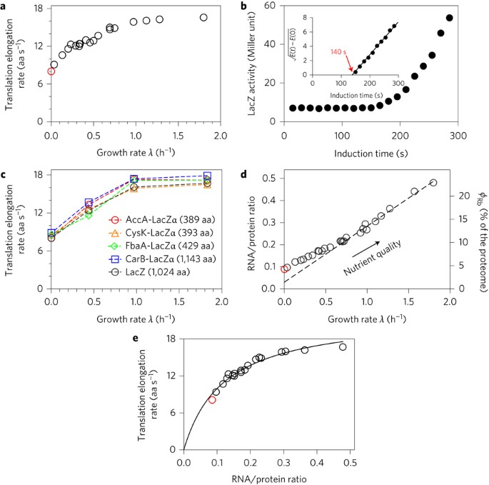 Reduction Of Translating Ribosomes Enables Escherichia Coli To Maintain Elongation Rates During Slow Growth Nature Microbiology