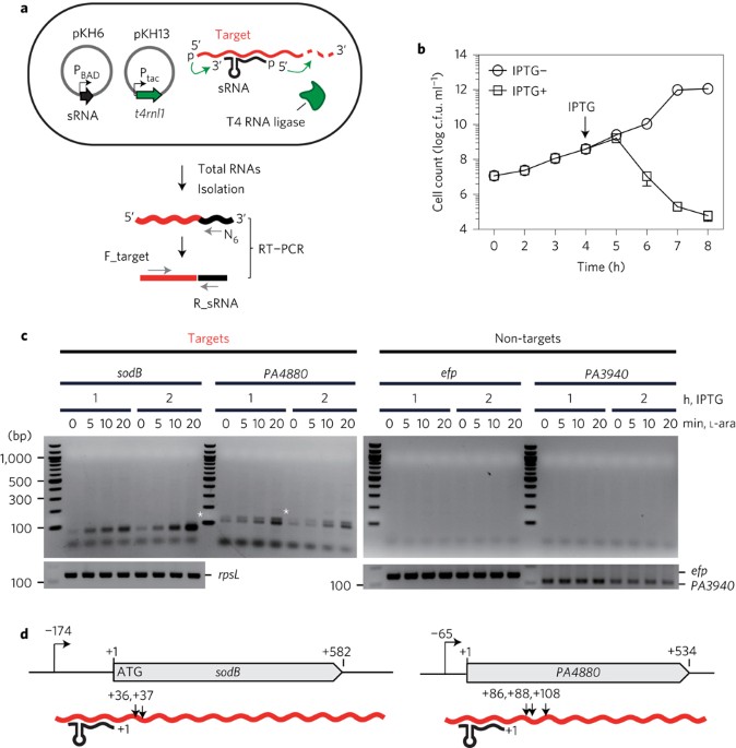 GRIL-seq provides a method for identifying direct targets of bacterial  small regulatory RNA by in vivo proximity ligation | Nature Microbiology