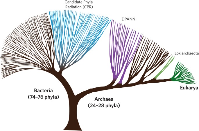 Biology Tree of Life