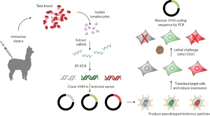 Phenotypic lentivirus screens to identify functional single domain antibodies