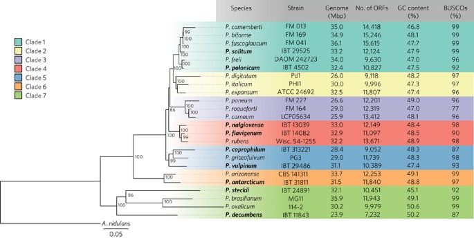Global analysis of biosynthetic gene clusters reveals vast potential of secondary metabolite production in Penicillium species