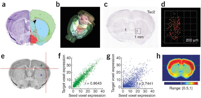 An Anatomic Gene Expression Atlas Of The Adult Mouse Brain Nature Neuroscience