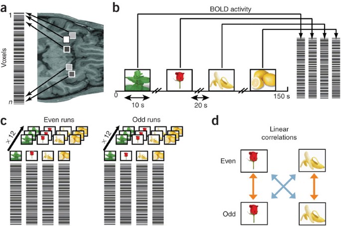 Odor quality coding and categorization in human posterior piriform cortex