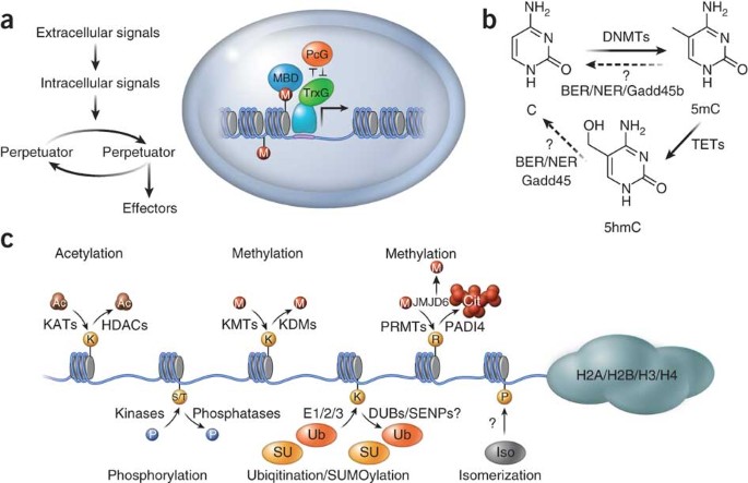 Epigenetic choreographers of neurogenesis in the adult mammalian brain | Nature Neuroscience epigenetic-choreographers-of-neurogenesis-in-the-adult-mammalian-brain-nature-neuroscience