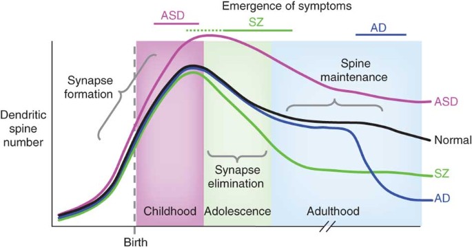 Dendritic spine formation and synapse maturation in transcription