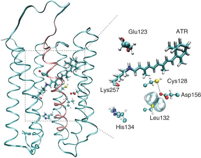 Ultra light-sensitive and fast neuronal activation with the ca2+-permeable channelrhodopsin catch