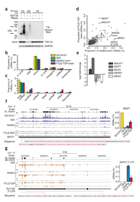 Characterizing the RNA targets and position-dependent splicing regulation by TDP-43