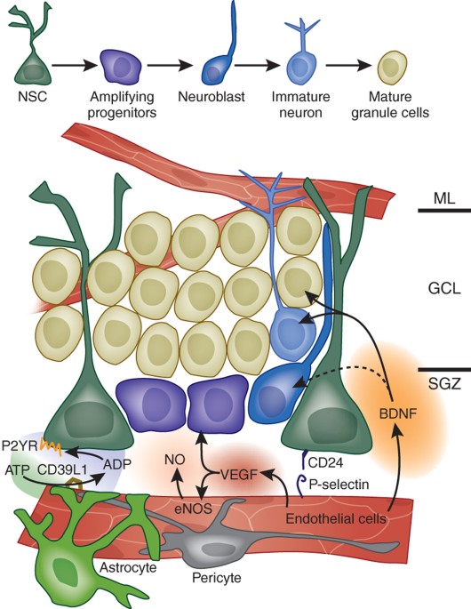 General aspects of the gut content of the Neoacrus spelaion sp. n