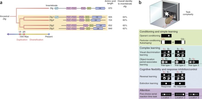 Synaptic scaffold evolution generated components of vertebrate cognitive complexity