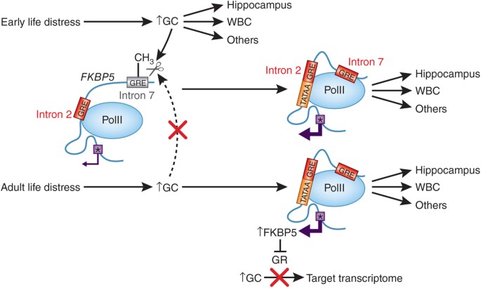 How do environments talk to genes?