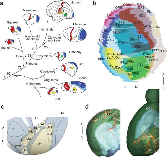 Dynamics of Visual Perceptual Decision-Making in Freely Behaving