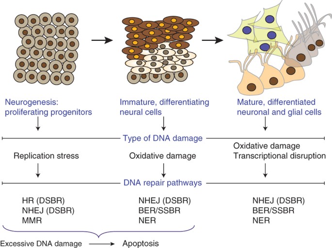 maintaining genome stability in the