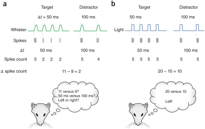 Cortical adaptation and tactile perception