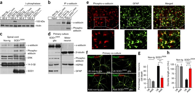 An α2-na/k atpase/α-adducin complex in astrocytes triggers non–cell autonomous neurodegeneration