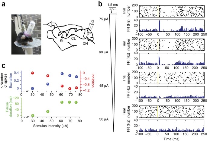 Short latency cerebellar modulation of the basal ganglia | Nature  Neuroscience