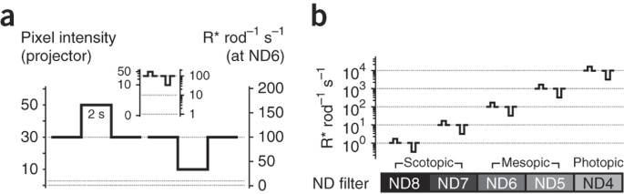Retinal output changes qualitatively with every change in ambient illuminance | Nature Neuroscience retinal-output-changes-qualitatively-with-every-change-in-ambient-illuminance-nature-neuroscience