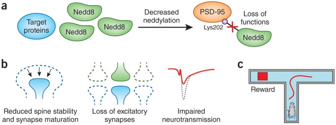 Neddylation is needed for synapse maturation
