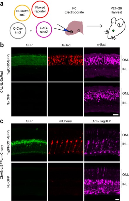 https://media.springernature.com/m685/springer-static/image/art%3A10.1038%2Fnn.4081/MediaObjects/41593_2015_Article_BFnn4081_Fig2_HTML.jpg