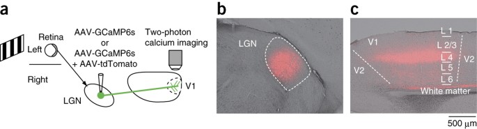 Laminar Differences In The Orientation Selectivity Of Geniculate Afferents In Mouse Primary Visual Cortex Nature Neuroscience Laminar Differences In The Orientation Selectivity Of Geniculate Afferents In Mouse Primary Visual Cortex Nature Neuroscience